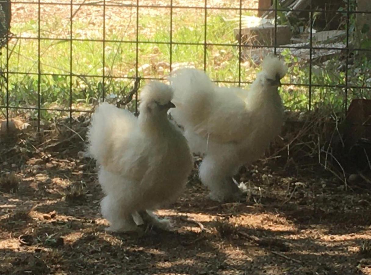 Agriturismo Il Podere Vedelago Con San Bernardo, Alpaca E Una Pentola Di Cose Da Scoprire Bagian luar foto