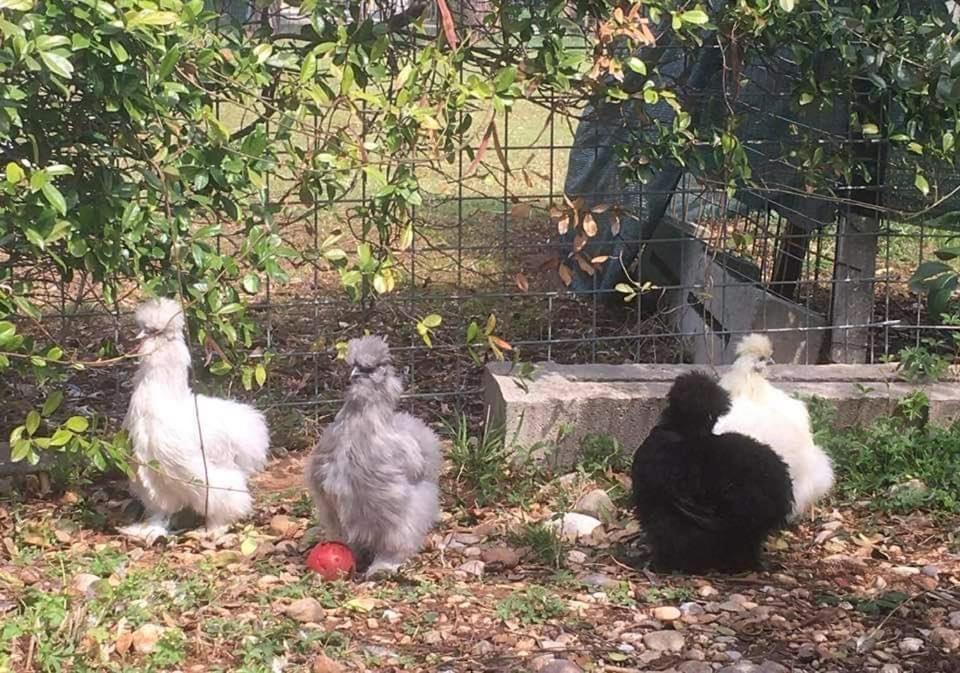 Agriturismo Il Podere Vedelago Con San Bernardo, Alpaca E Una Pentola Di Cose Da Scoprire Bagian luar foto