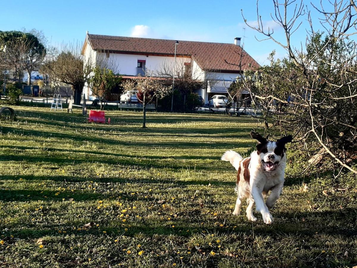 Agriturismo Il Podere Vedelago Con San Bernardo, Alpaca E Una Pentola Di Cose Da Scoprire Bagian luar foto