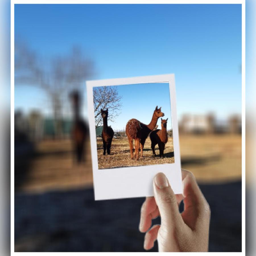 Agriturismo Il Podere Vedelago Con San Bernardo, Alpaca E Una Pentola Di Cose Da Scoprire Bagian luar foto