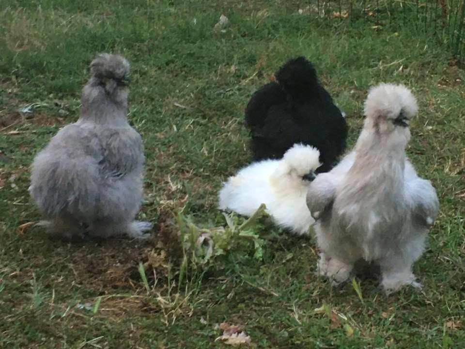 Agriturismo Il Podere Vedelago Con San Bernardo, Alpaca E Una Pentola Di Cose Da Scoprire Bagian luar foto