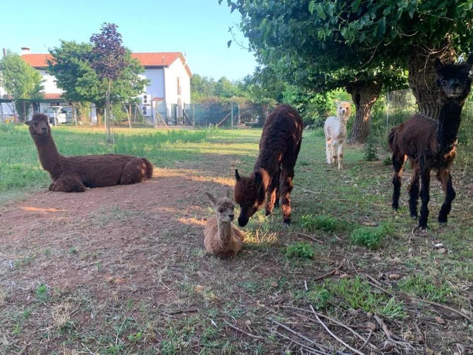Agriturismo Il Podere Vedelago Con San Bernardo, Alpaca E Una Pentola Di Cose Da Scoprire Bagian luar foto