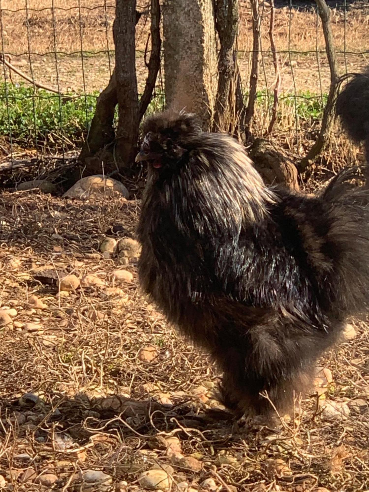 Agriturismo Il Podere Vedelago Con San Bernardo, Alpaca E Una Pentola Di Cose Da Scoprire Bagian luar foto