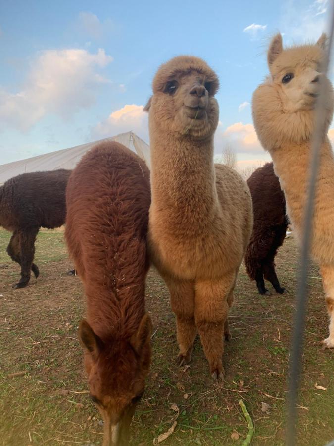 Agriturismo Il Podere Vedelago Con San Bernardo, Alpaca E Una Pentola Di Cose Da Scoprire Bagian luar foto