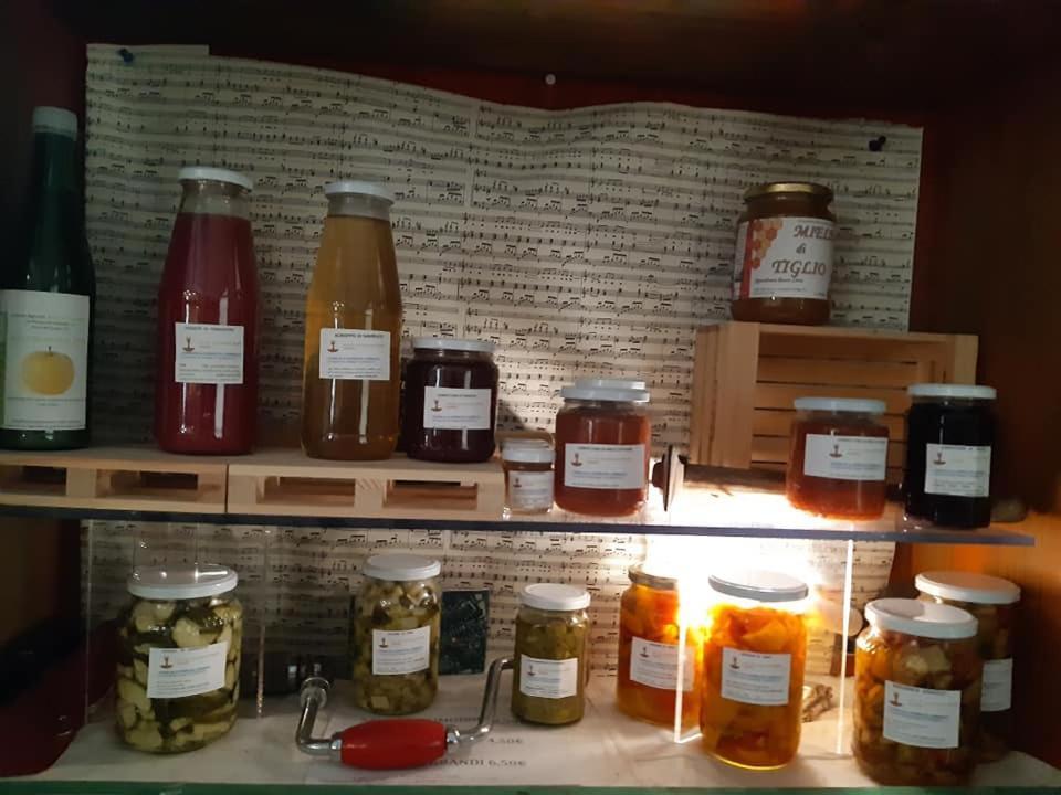 Agriturismo Il Podere Vedelago Con San Bernardo, Alpaca E Una Pentola Di Cose Da Scoprire Bagian luar foto