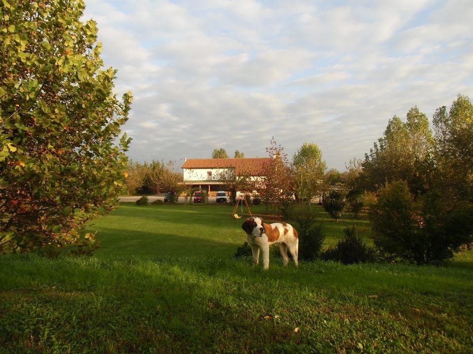Agriturismo Il Podere Vedelago Con San Bernardo, Alpaca E Una Pentola Di Cose Da Scoprire Bagian luar foto