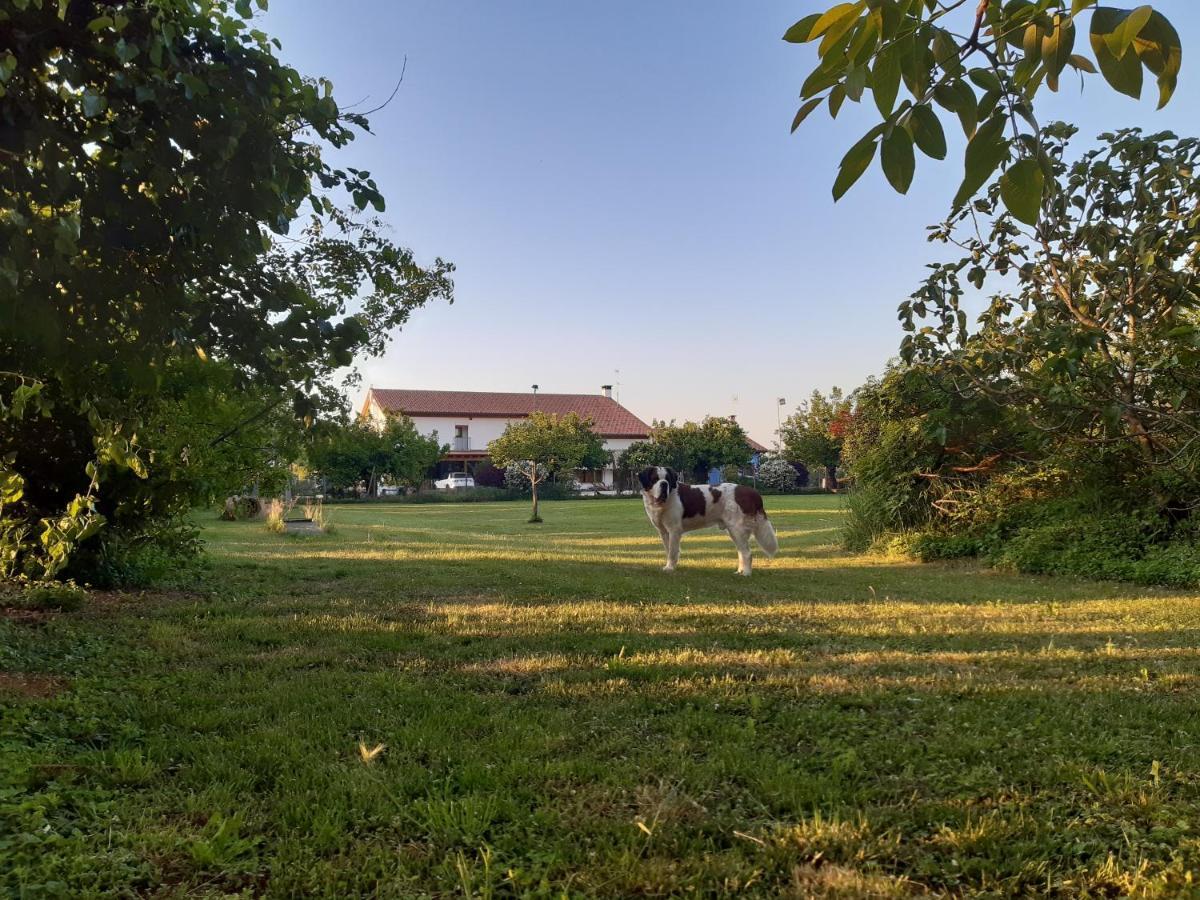 Agriturismo Il Podere Vedelago Con San Bernardo, Alpaca E Una Pentola Di Cose Da Scoprire Bagian luar foto